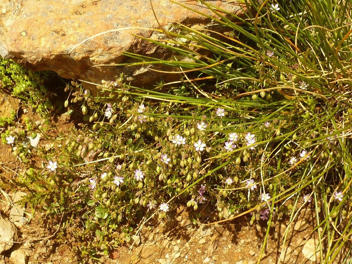 Spergula rubra (Caryophyllaceae)